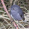 North Island robin/toutouwai