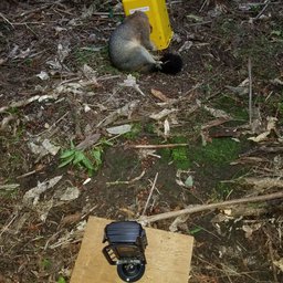 Possum killed by a timms trap and recorded by a wildlife camera.