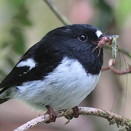 Tomtit/miromiro