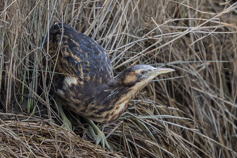 Australasian bittern photo credit Imogen Warren.jpg