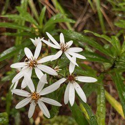 Brachyglottis kirkii var. angustior
