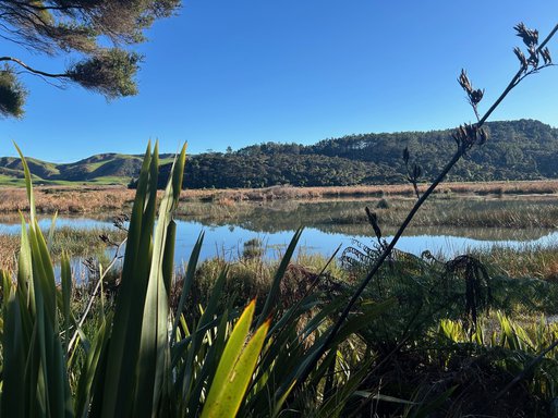 Te Henga Wetland.jpg