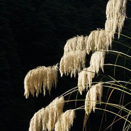 Waipakahi Cortaderia fulvida