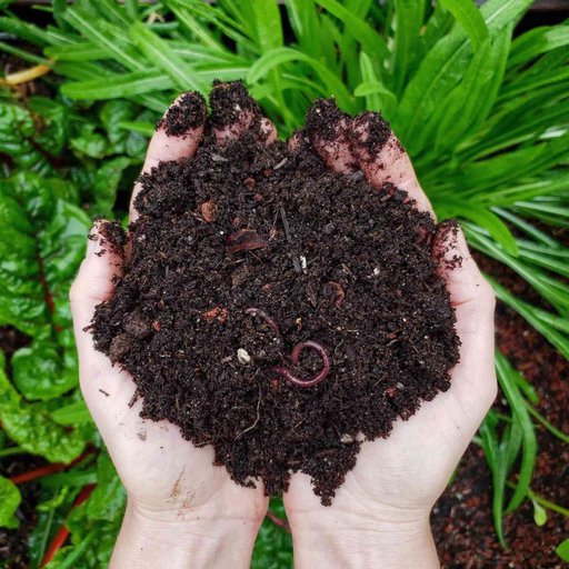 how-to-compost-101-soil-compost-worms-e1582312031178.jpeg