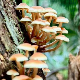 Unidentified fungus