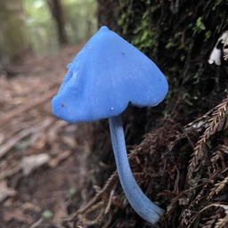 Entoloma hochstetteri