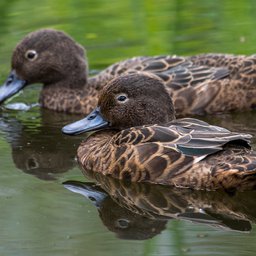 Brown teal/pāteke