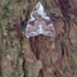 moth.PNG