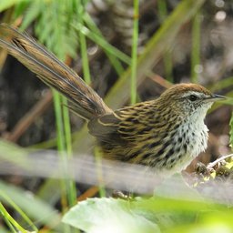 Mātātā/Fern Bird