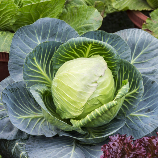 seed-seedling-image-for-advertising_34n1hnip (1).png