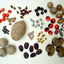 seeds.jpeg