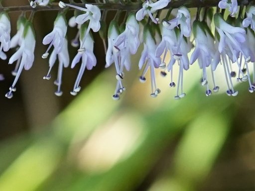 veronica bishopiana close flower.JPG